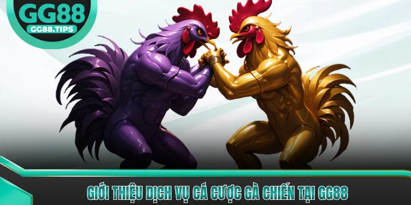 Giới thiệu dịch vụ cá cược gà chiến tại GG88 