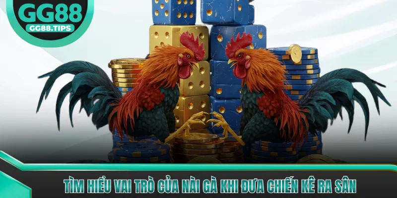Tìm hiểu vai trò của nài gà khi đưa chiến kê ra sân